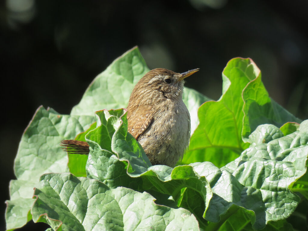 Troglodyte mignon