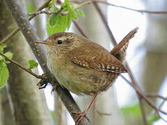 Eurasian Wren