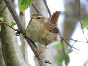 Troglodyte mignon