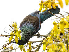 Tui