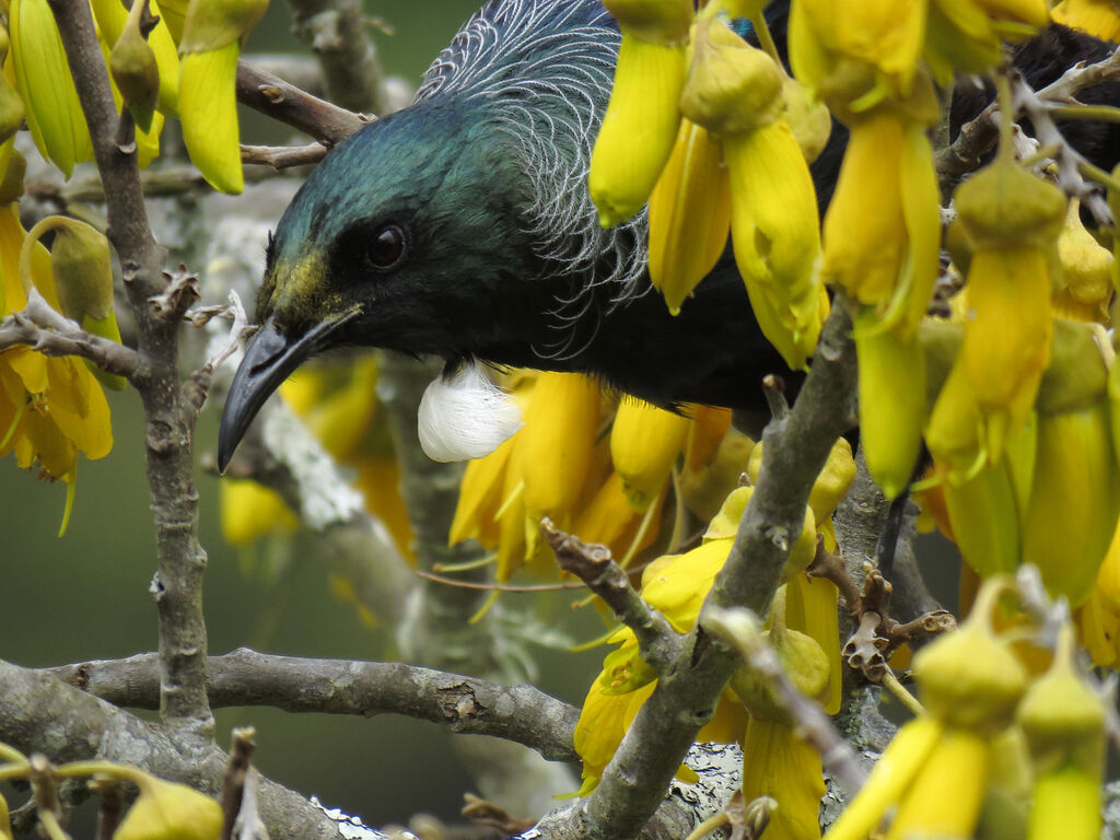 Tui, close-up portrait