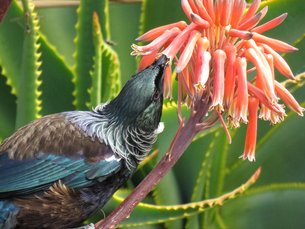 Tui