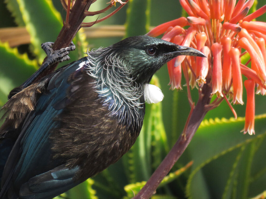 Tui