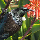 Tui cravate-frisée