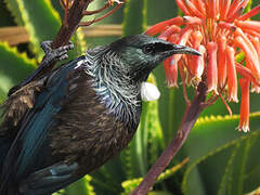 Tui