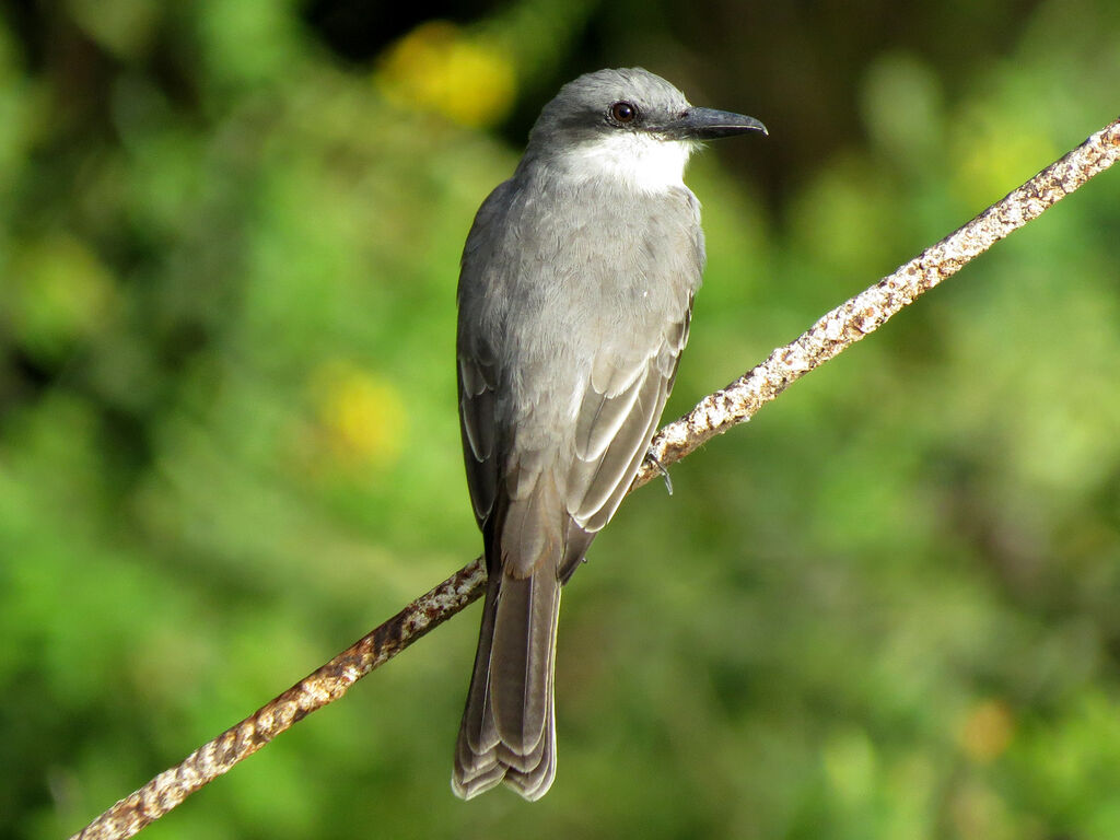 Grey Kingbird