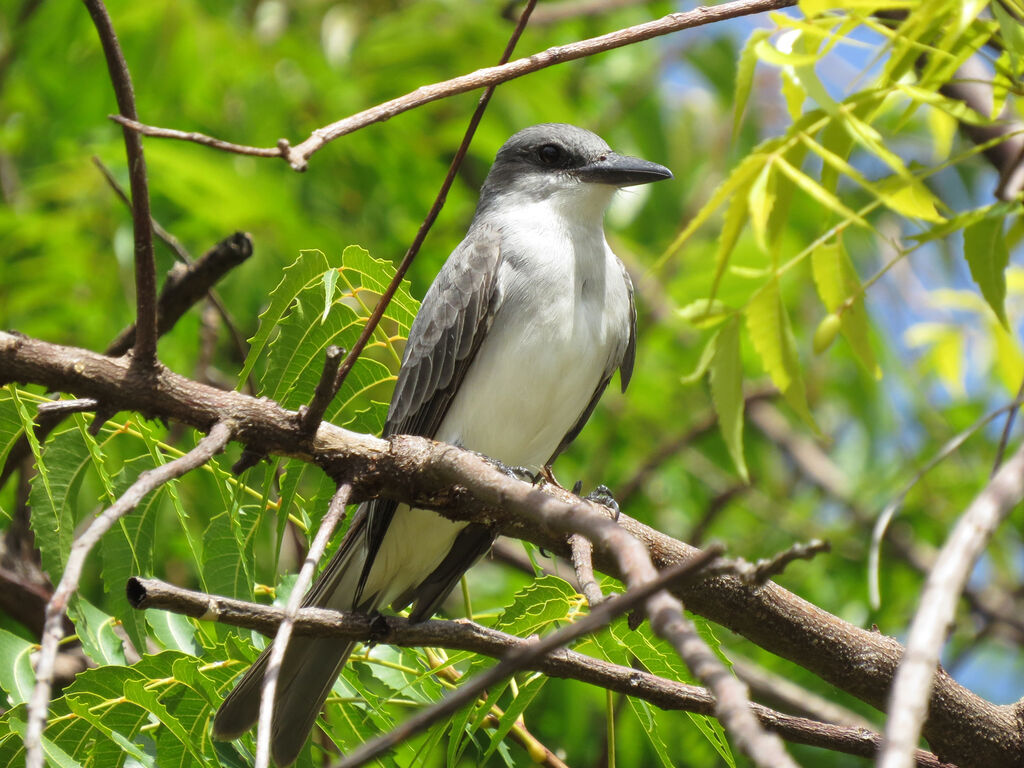 Grey Kingbird