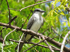 Grey Kingbird