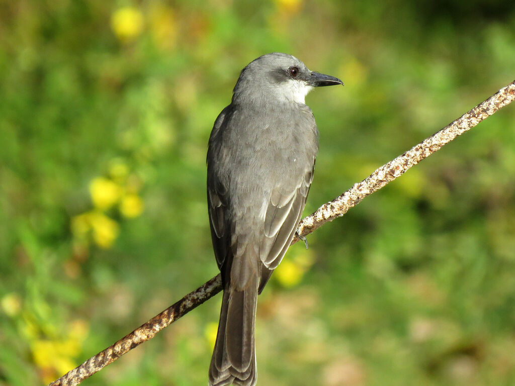 Grey Kingbird