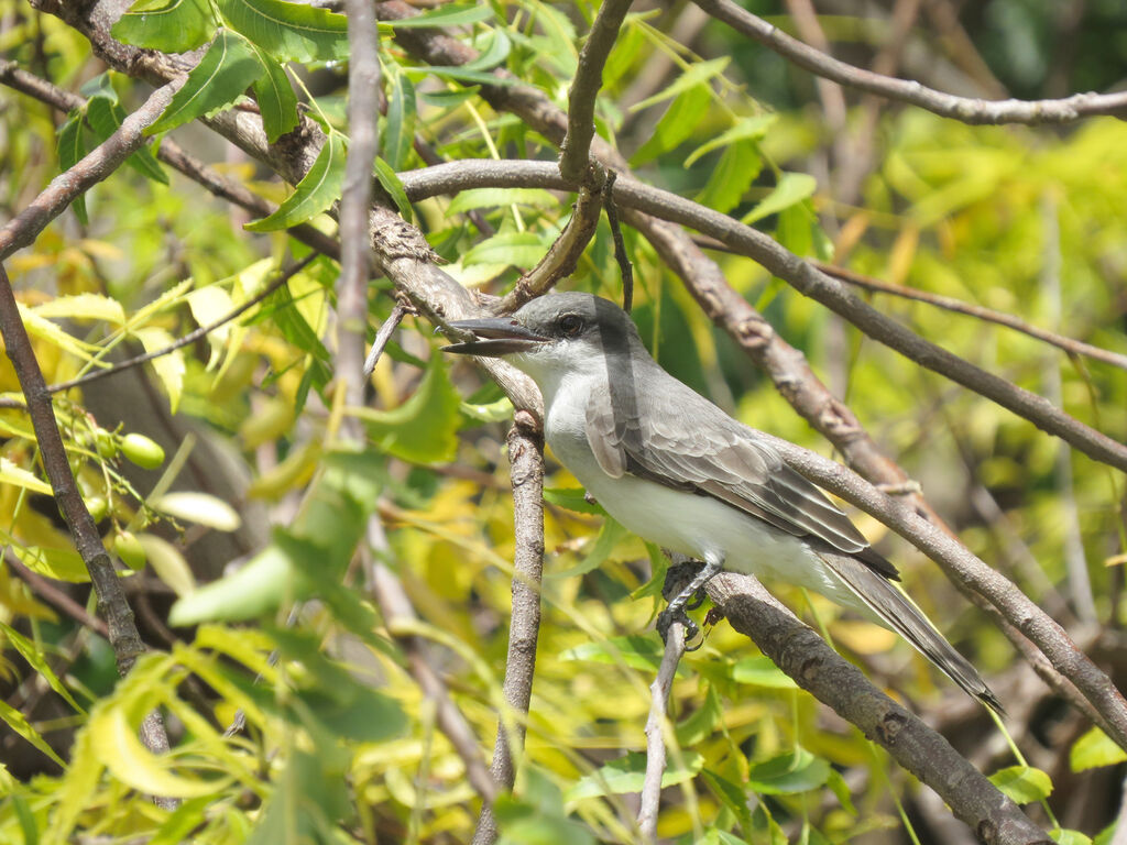 Grey Kingbird