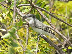 Grey Kingbird