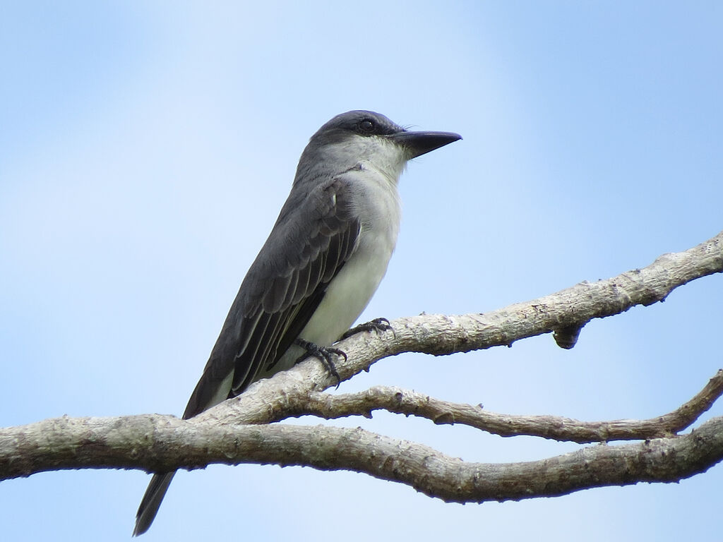 Grey Kingbird