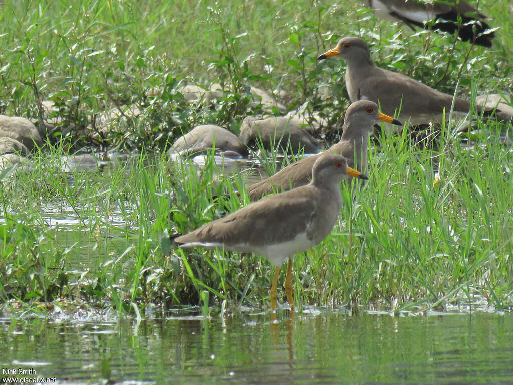 Grey-headed Lapwing, habitat