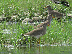 Grey-headed Lapwing