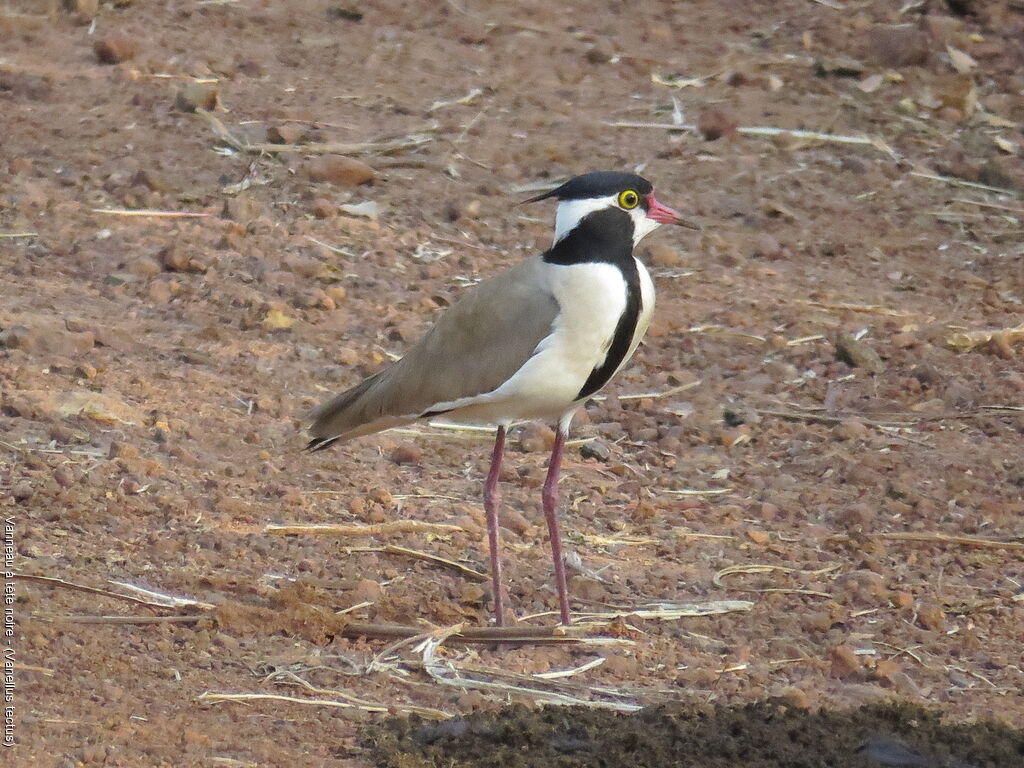 Black-headed Lapwing