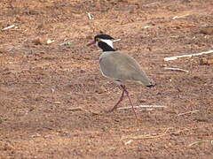 Black-headed Lapwing