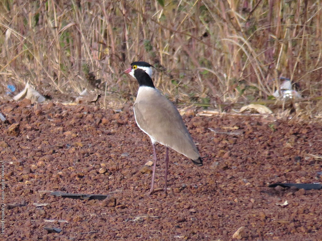 Black-headed Lapwing