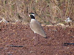 Black-headed Lapwing