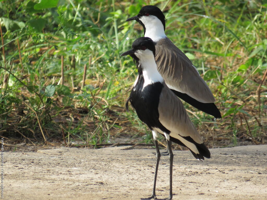 Spur-winged Lapwing