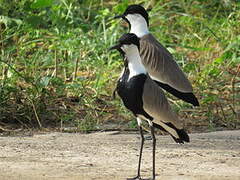 Spur-winged Lapwing