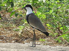 Spur-winged Lapwing