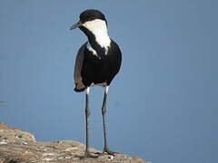 Spur-winged Lapwing