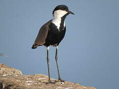 Spur-winged Lapwing