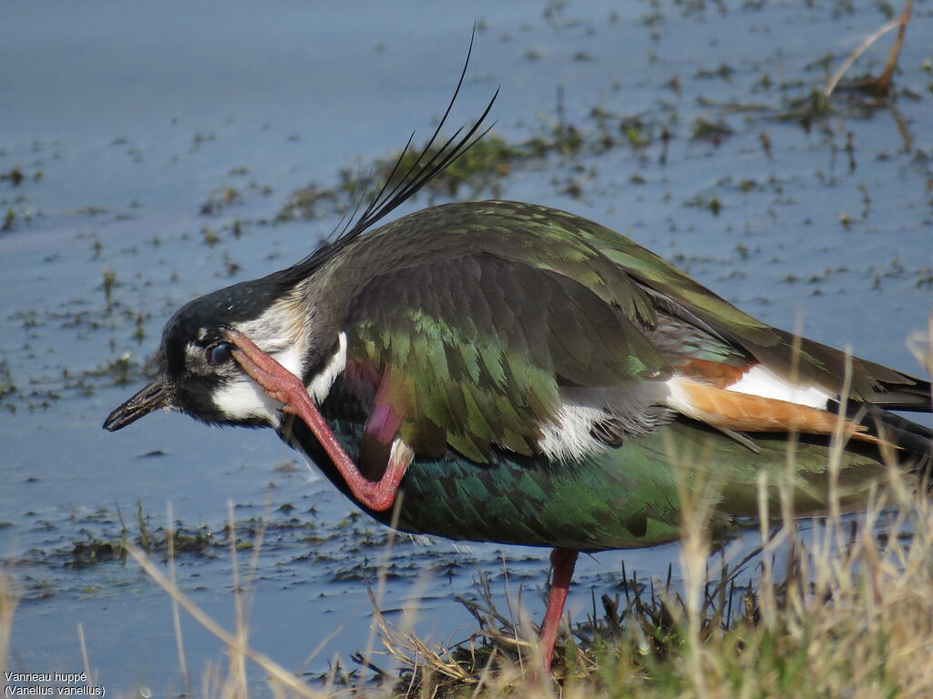 Northern Lapwing