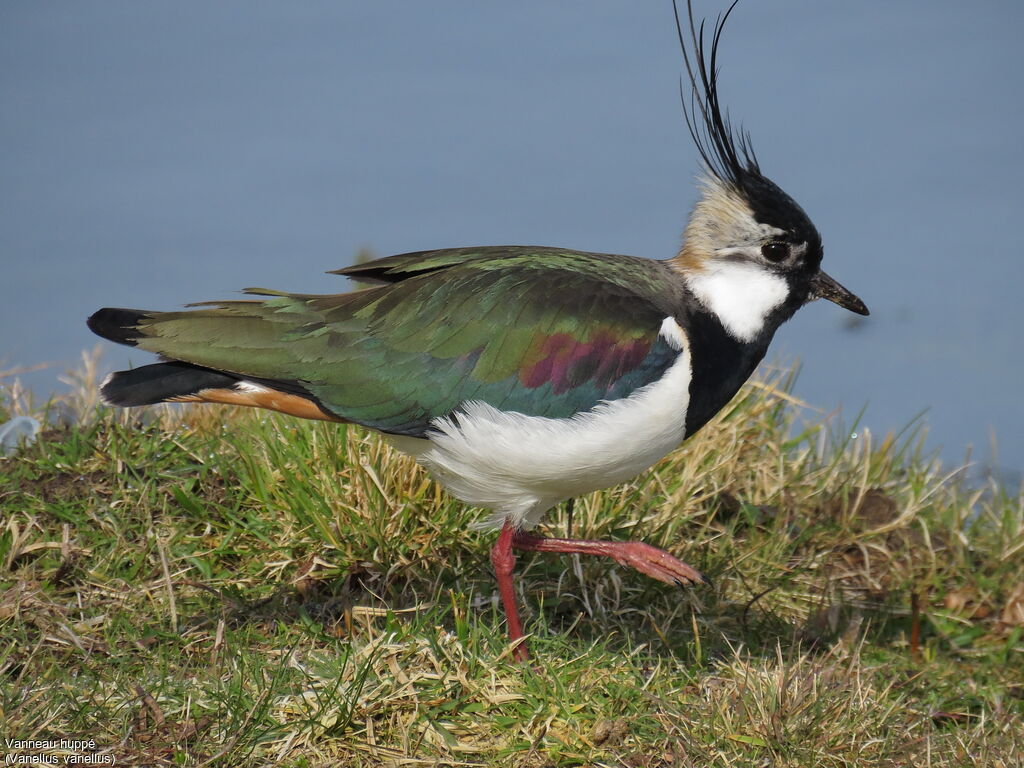 Northern Lapwing