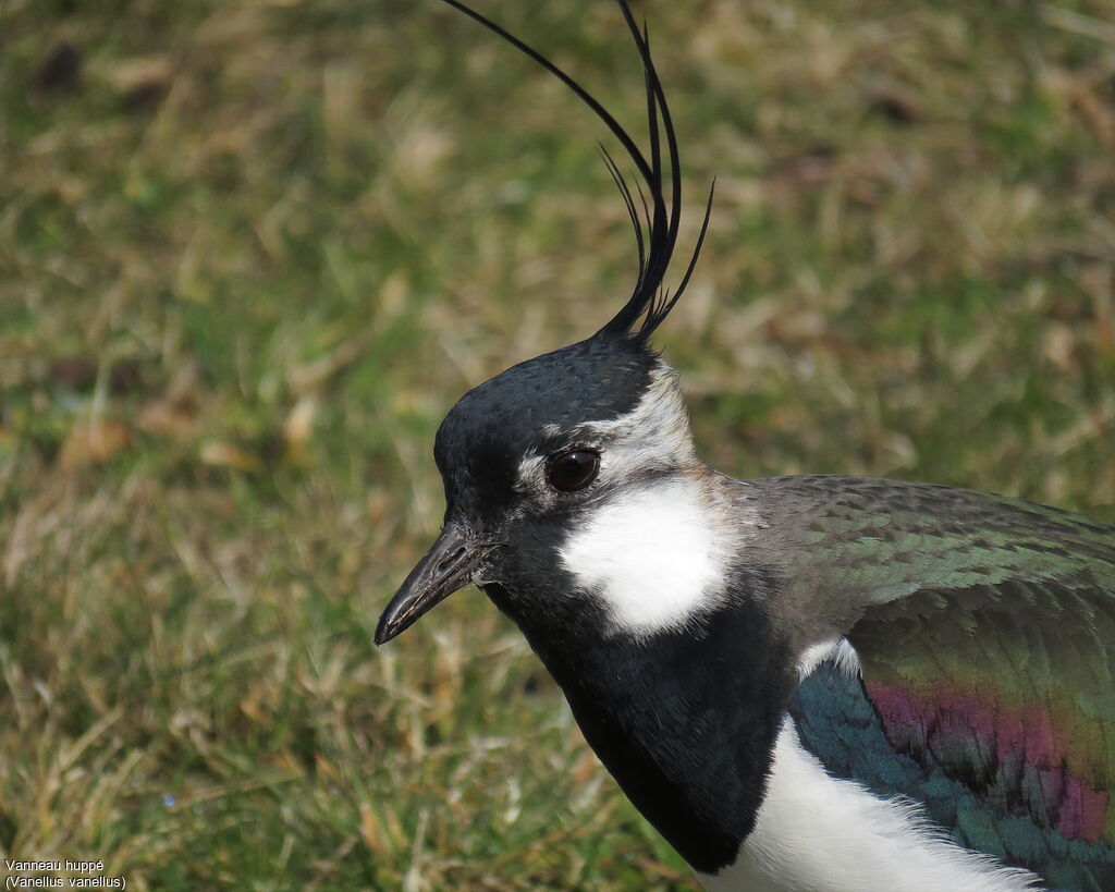 Northern Lapwing