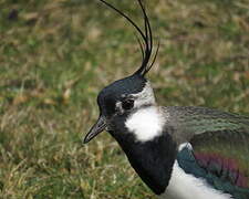 Northern Lapwing