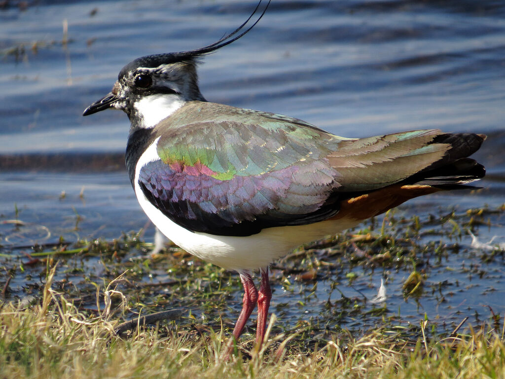 Northern Lapwing