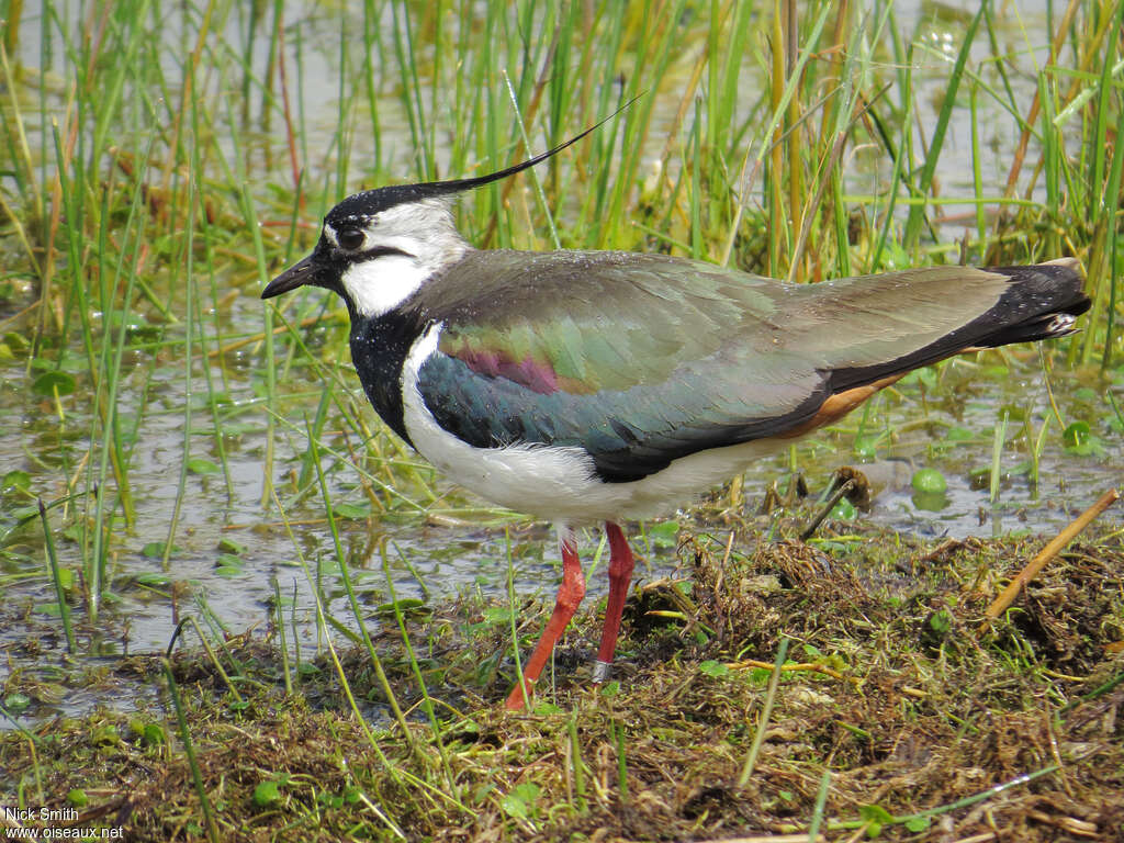 Northern Lapwing male adult breeding, identification