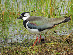 Northern Lapwing