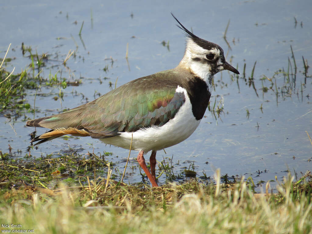 Northern Lapwing female adult breeding, identification