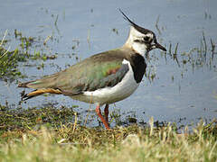 Northern Lapwing