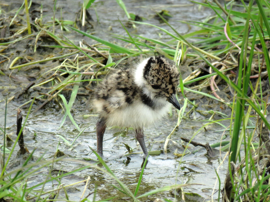 Northern Lapwingjuvenile