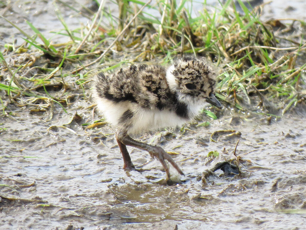 Northern Lapwing