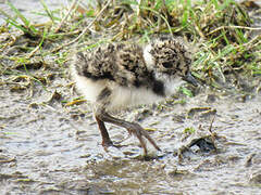 Northern Lapwing