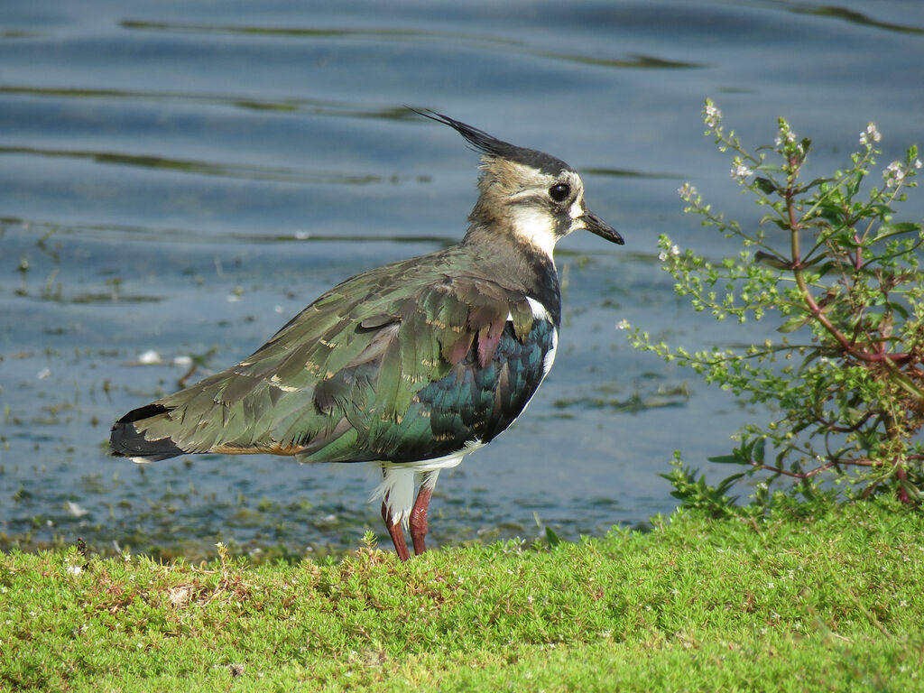 Northern Lapwing