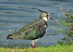 Northern Lapwing