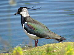 Northern Lapwing