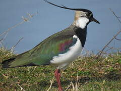 Northern Lapwing