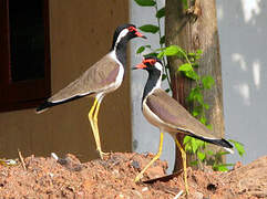 Red-wattled Lapwing