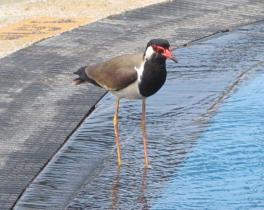 Red-wattled Lapwing