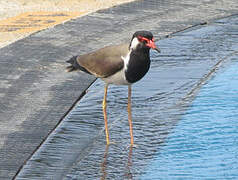 Red-wattled Lapwing