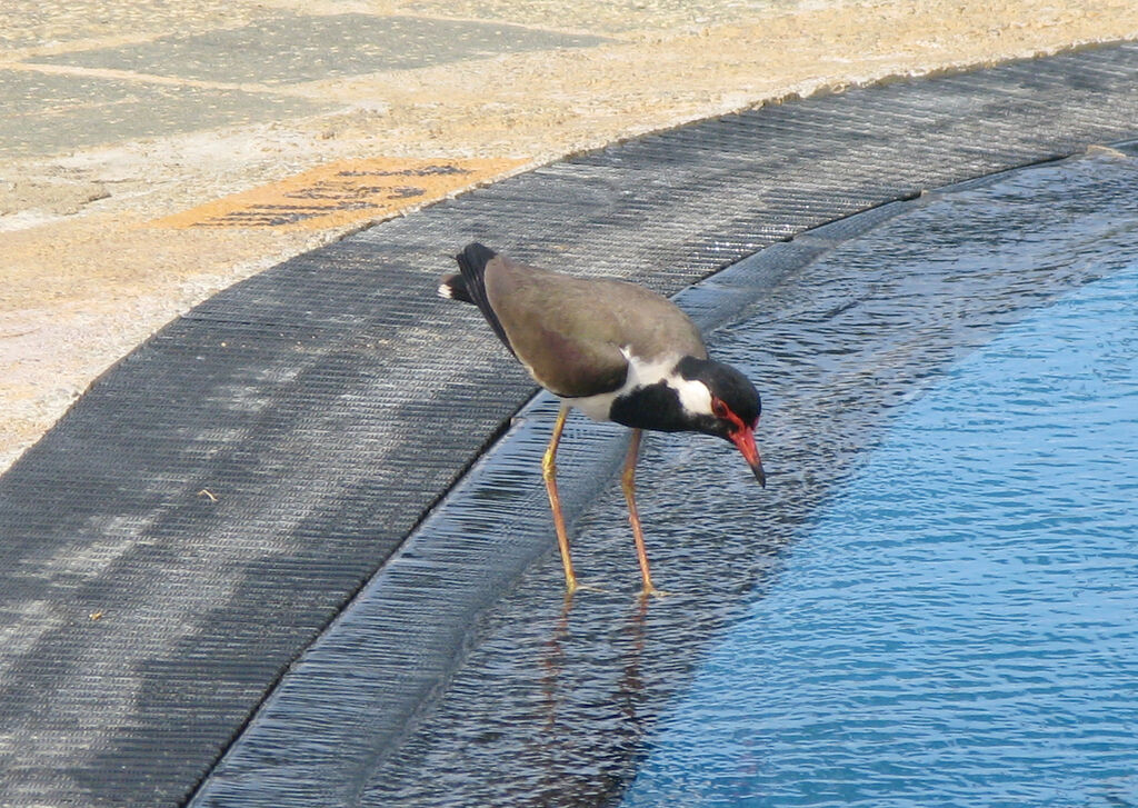 Red-wattled Lapwing