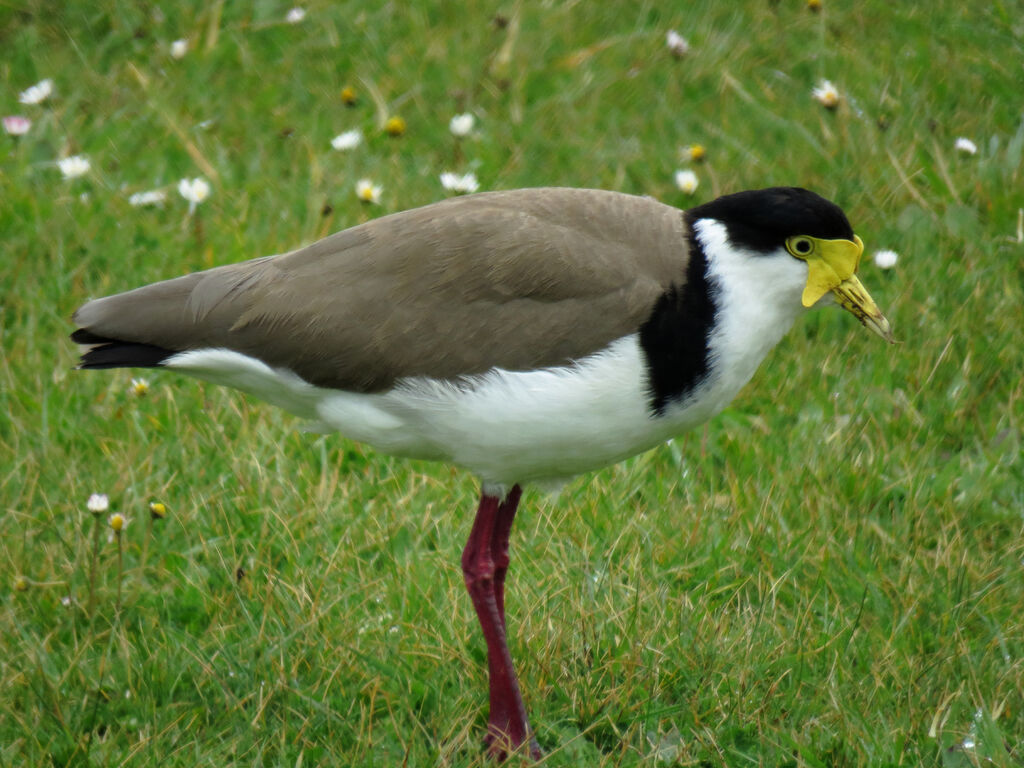 Masked Lapwing