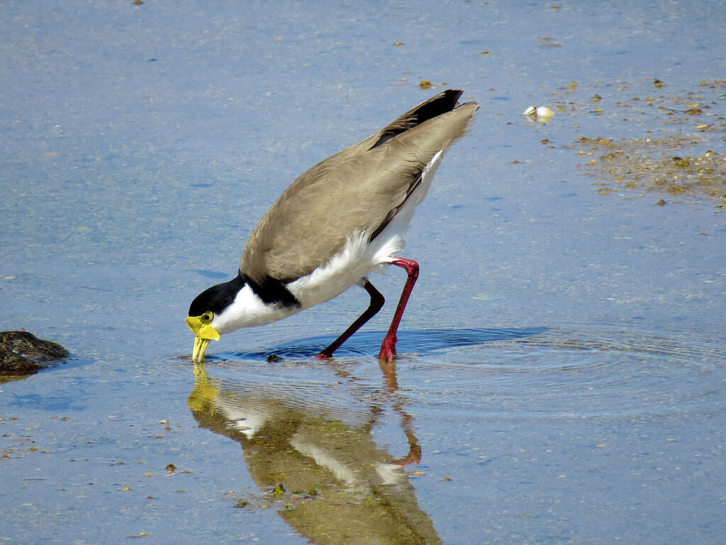 Masked Lapwing, drinks