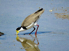 Masked Lapwing